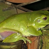 BIG GREEN FROG