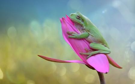 :-) - frog, flower, animal, 4k