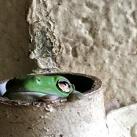 FROG IN PIPE