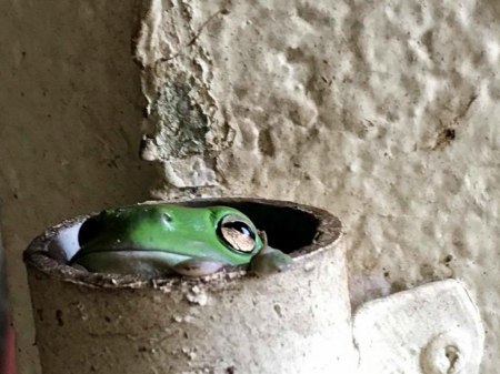 FROG IN PIPE - IMAGE, NATURE, PIPE, FROG