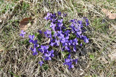 violets - violets, blue, beautiful, spring, grass, meadow, flowers, purple, violet