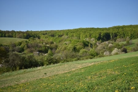 beautiful landscape - sky, landscape, sun, field, spring, country, forest, woods, beautiful, green, flowers, grass, land