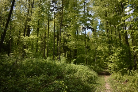 forest - trees, day, sun, path, spring, forest, wild, beautiful, green, tree, wods