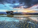 Rice field