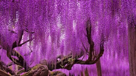 Purple Rain - tree, wisteria, blossoms, spring