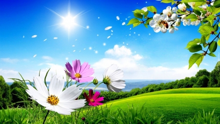 Summertime - blossoms, fields, cosmea, petals, blooming, tree, art, sun, sky