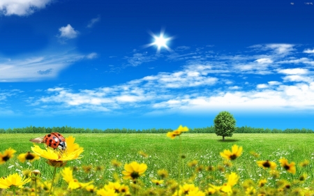 Summer Fields - flowers, blossoms, ladybug, sun, sky