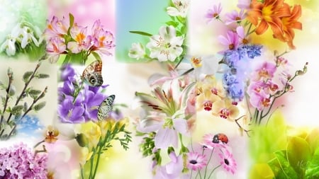 Colors of Summer - ladybug, art, blossoms, flowers, butterflies