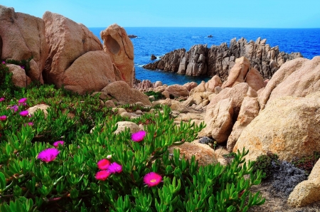 Sardinia - flowers, Italy, Sardinia, sea, rocks