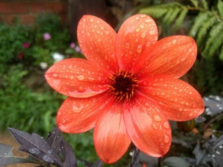 FLOWERS WITH RAIN DROPS