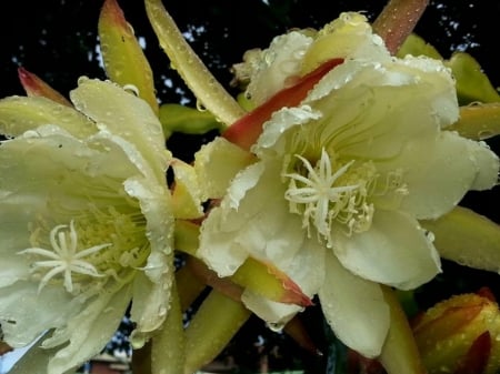 CACTUS FLOWERS - CACTUS, IMAGE, FLOWERS, PRETTY