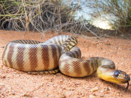 SNAKE - nature, image, reptile, snake