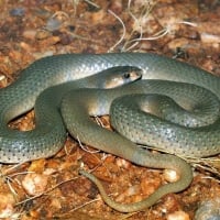 RINGED BROWN SNAKE