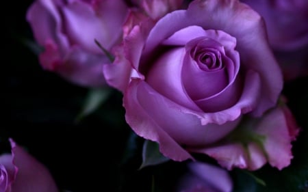 Pretty Purple Bud - purple, single, bud, rose