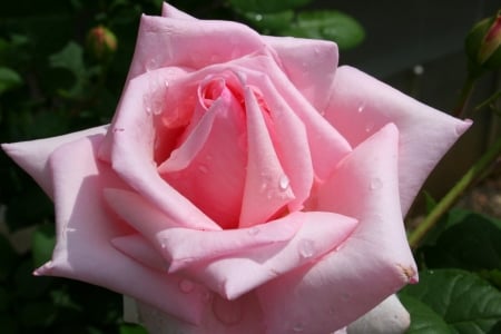 Blooming baby - rose, pink, baby, blooming