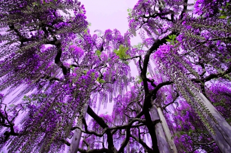 Purple Rain - up, looking, purple, rain, westeria, tree