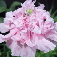 Pink Double Flowering Poppy