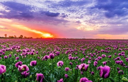 Field sunrise - flowers, poppies, beautiful, fiery, sunrise, field, sky