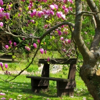 Rest under magnolia tree