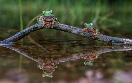 Frogs - water, green, amphibian, couple, broasca, frog