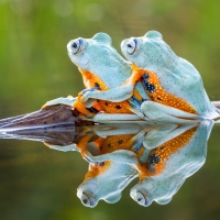 Frogs