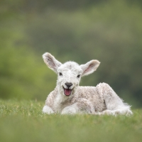 Lamb