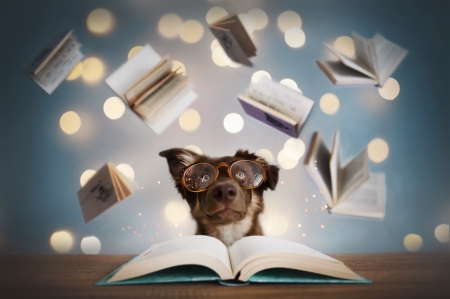 :) - bokeh, puppy, glasses, dog, funny, book