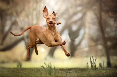 :D - caine, flying, brown, dog, running, animal, funny