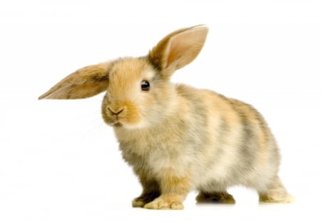 Bunny - ears, rabbit, rodent, iepure, easter, animal, bunny, cute