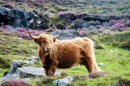 I'm cute,love me!   - Horns, Cow, Grazing, Wooly