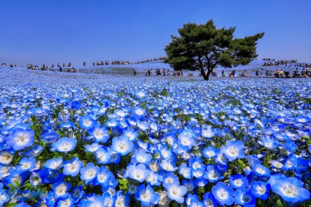 Blue field - white, flower, field, spring, peisaj, tree, blue