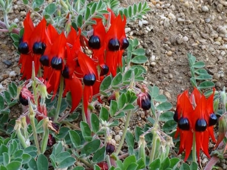 STURT DESERT PEA - flowers, desert, sturt, pea