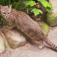 Geoffroys Cat