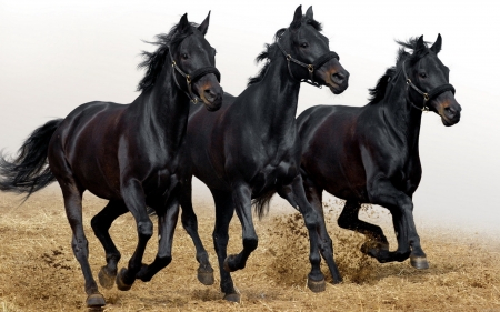 Trio - black, horse, horses, wild