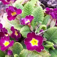 Red primrose