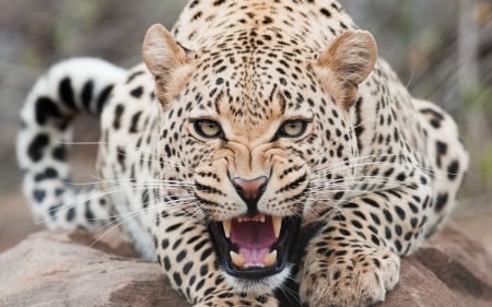 Leopard - animal, face, leopard, jaguar