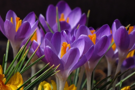 Crocuses - purple, crocus, orange, spring, flower