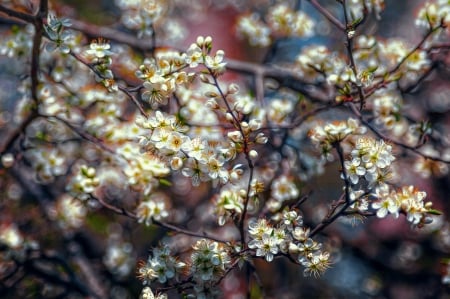 Spring - spring, white, flower, blossom