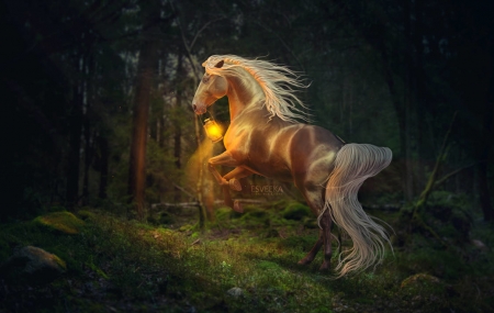 Pretty light - night, forest, cal, horse, lantern, dark, fantasy, esveeka, luminos