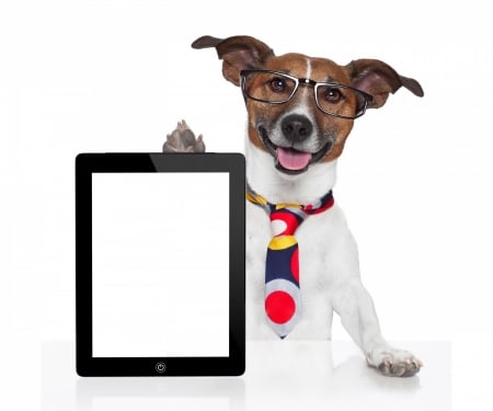 :) - caine, jack russell terrier, tablet, dog, tie, funny, creative