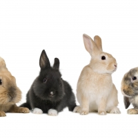 Bunnies