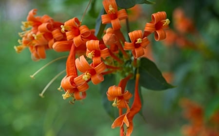 Flowers - leaf, orange, flower, green