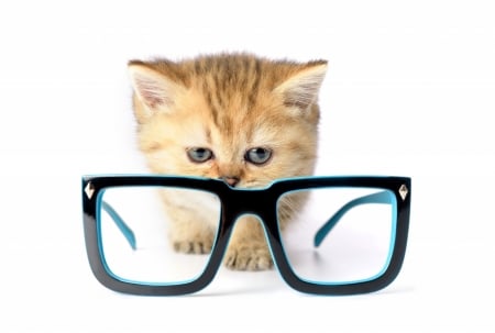 :) - glasses, cat, pisici, animal, funny, cute, kitten