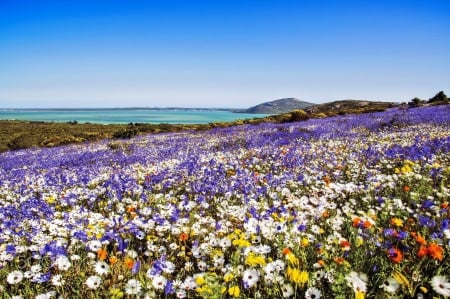 Carpet of flowers - summer, Africa, coast, beautiful, sea, spring, meadow, flowers, field, sky