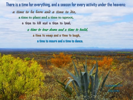 A Time for Everything - cactus, mountains, inspirational, bible, brush