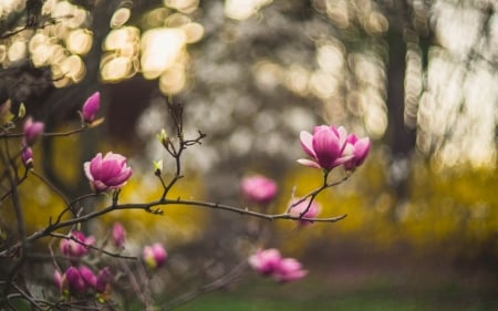 Magnolia - bokeh, pink, magnolia, spring, flower