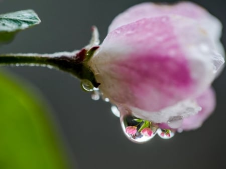 Rhododendron Bud Close Up - nature, close up, rhododendron, water drops, flowers, bud