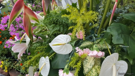 Flowers & Plants, Thailand, Bangkok