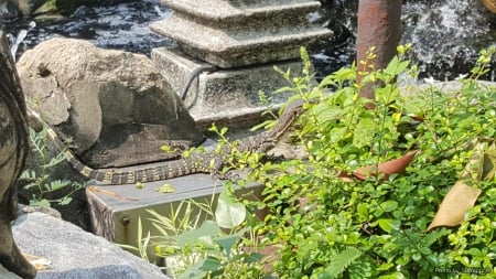 Reptile in the Pond - thailand, bangkok, water, reptile, pond, asia