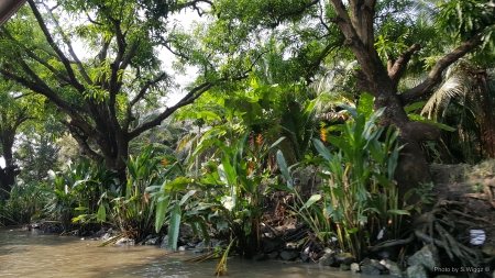 Edge of the River, Bangkok, Thailand - Trees, Asia, Water, Tropical, Bangkok, River, Forrest, Thailand